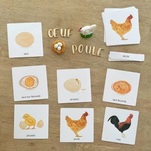 Images classifiées cycle de vie de la poule (inclus dans le Pack Poule) – PDF à télécharger