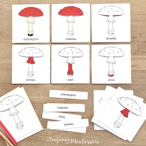 Images classifiées : parties du champignon (inclus dans le Pack Champignon) – PDF à télécharger