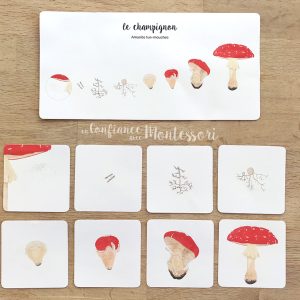 Cartes images séquentielles développement du champignon(inclus dans le Pack Champignon) – PDF à télécharger