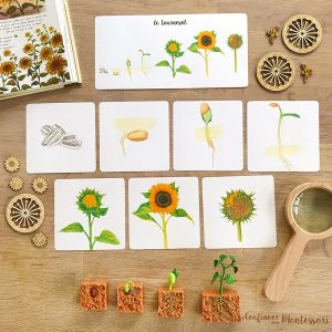 Cartes images séquentielles + grande carte : Évolution du tournesol (inclus dans le Pack Tournesol) – PDF à télécharger
