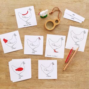 Images classifiées / Cartes de nomenclature parties de la poule (inclus dans le Pack Poule) – PDF à télécharger