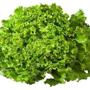 Salade Batavia pièce