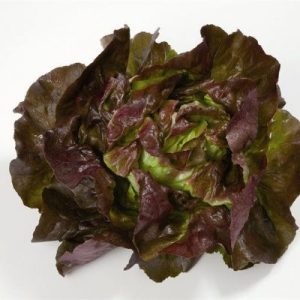 Salade Feuilles Rouge a la Pièce